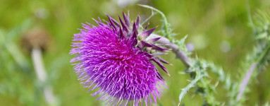 Olje pegastega badlja (Silybum marianum)